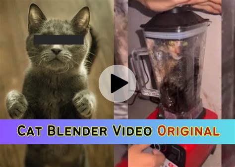 cat in blender video twitter|Cat in Blender full video (Not made from me)